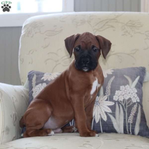 Ford, Boxer Puppy